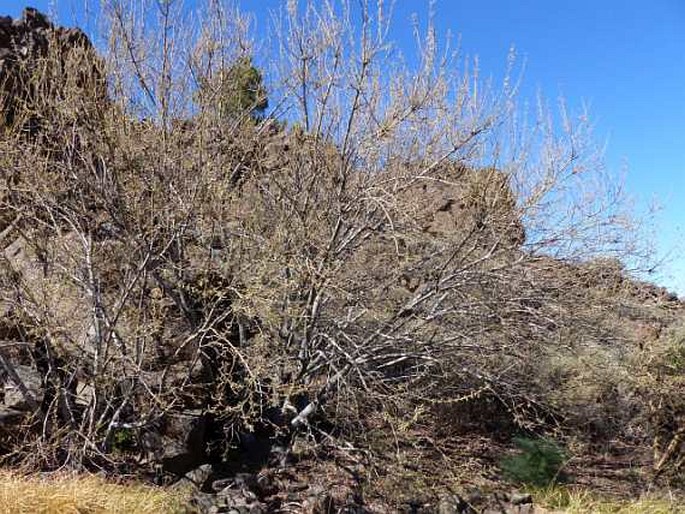 Salix canariensis