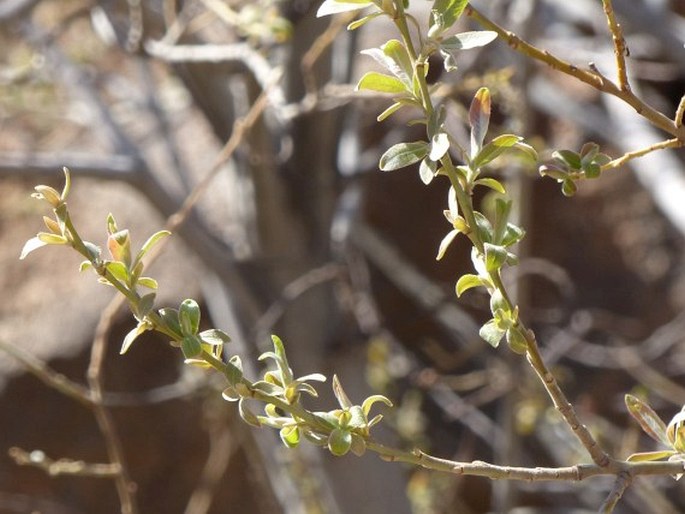 Salix canariensis