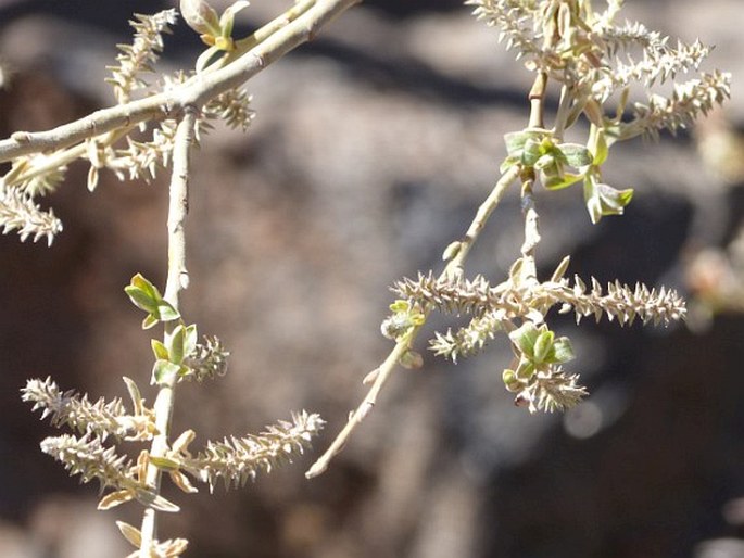 Salix canariensis