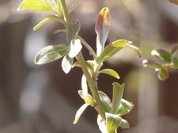 Salix canariensis