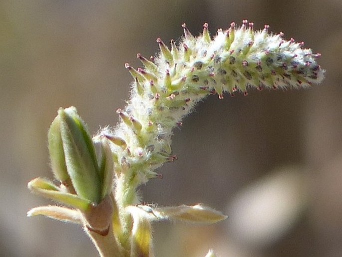 Salix canariensis