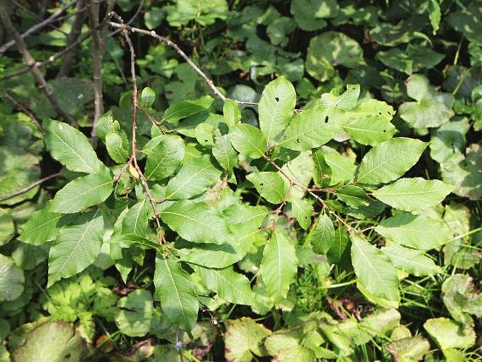 Salix hastata