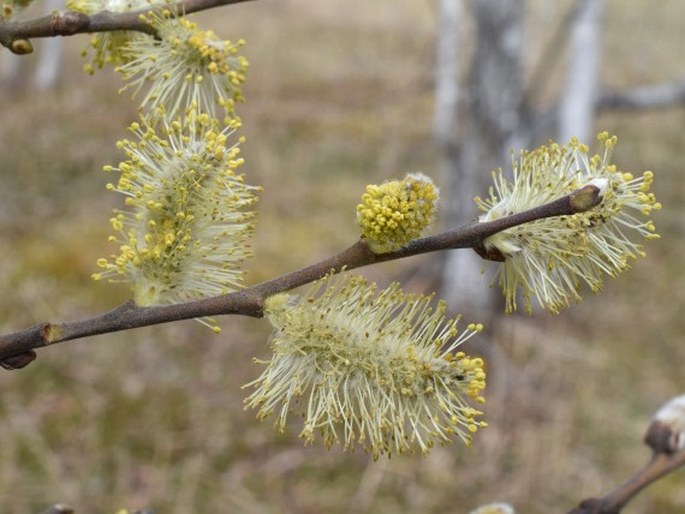 Salix aurita