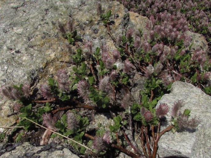 Salix breviserrata