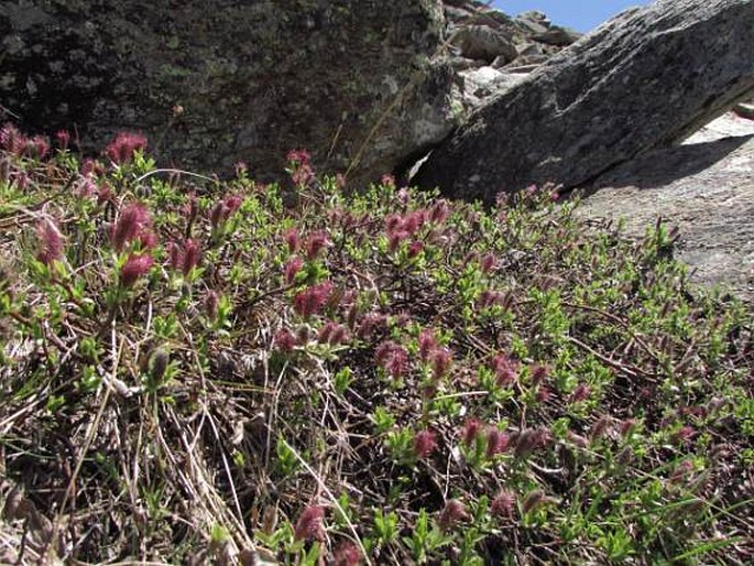 Salix breviserrata