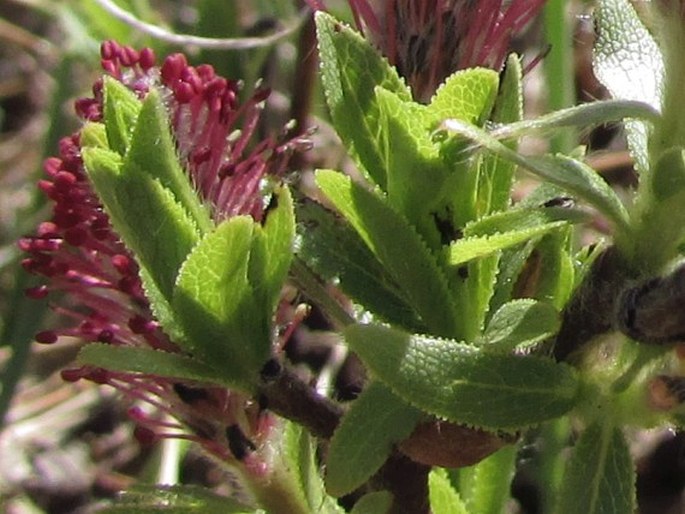 Salix breviserrata