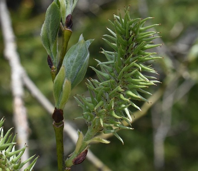 Salix caprea