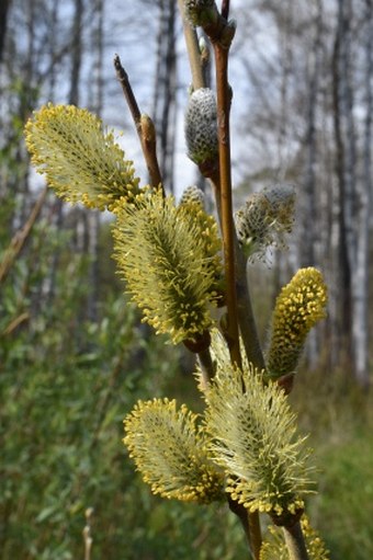 Salix cinerea