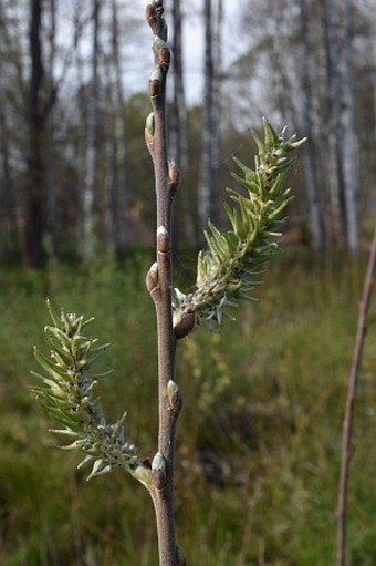 Salix cinerea