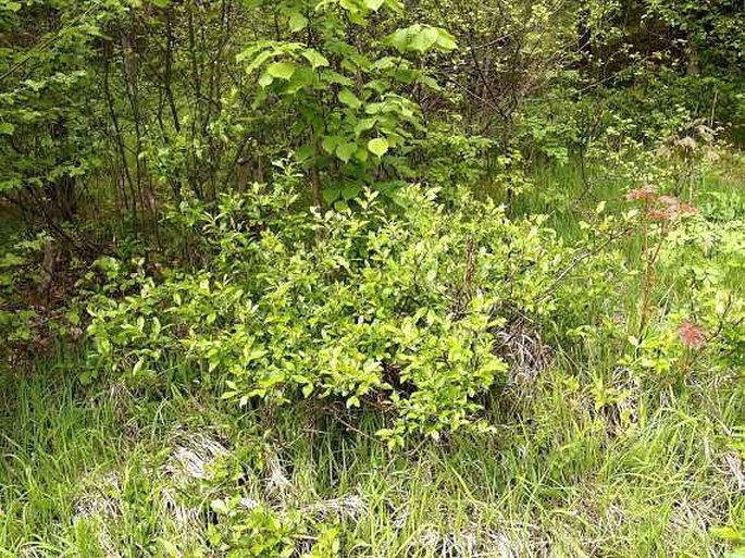 Salix glabra