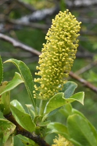 Salix pentandra