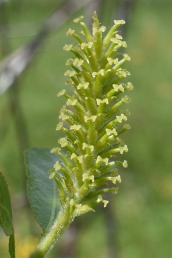 Salix pentandra