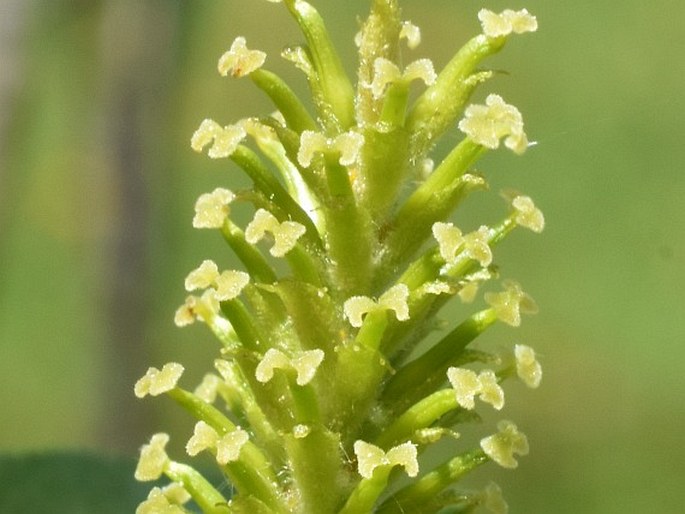 Salix pentandra