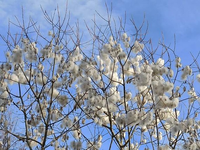 Salix pentandra