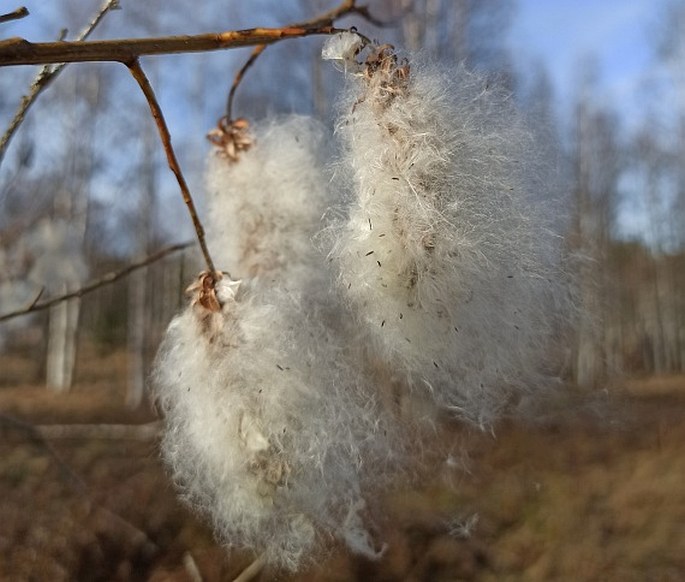 Salix pentandra