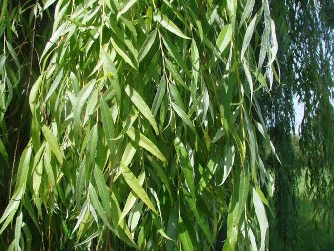 SALIX ×SEPULCRALIS Simonk. – vrba náhrobní / vŕba cintorínska