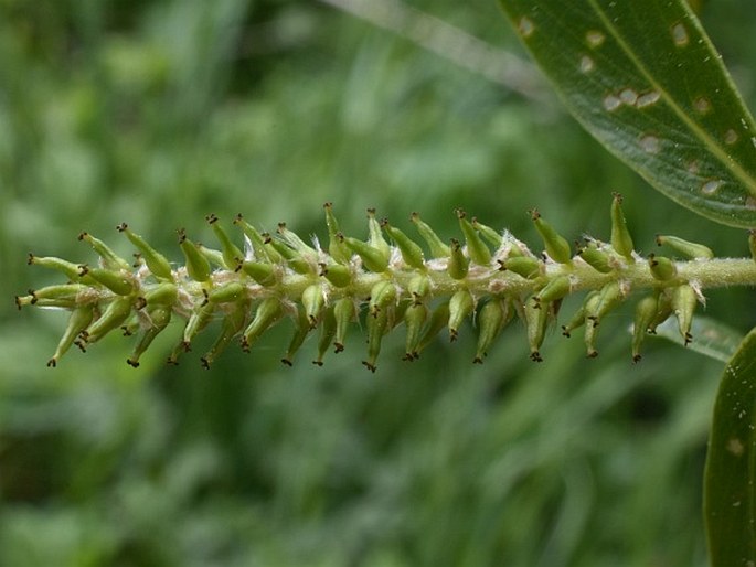 Salix triandra