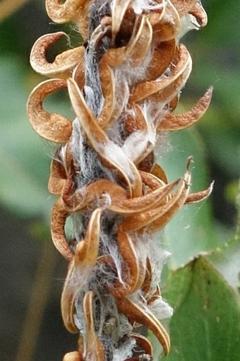 Salix waldsteiniana