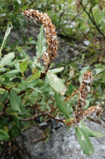 Salix waldsteiniana