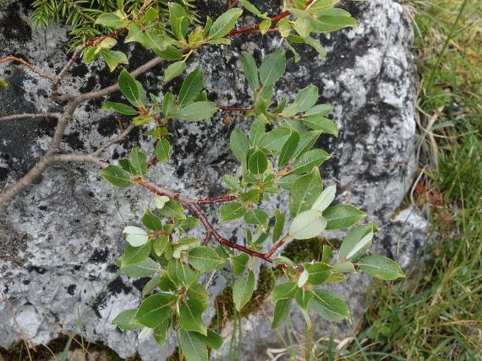 Salix waldsteiniana