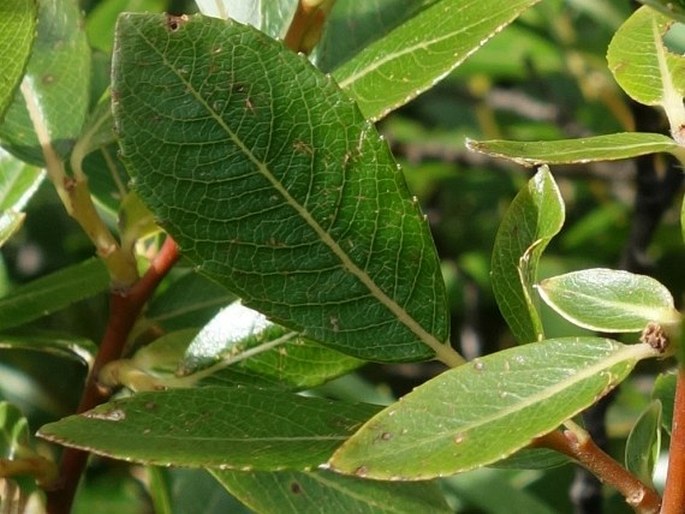 Salix waldsteiniana