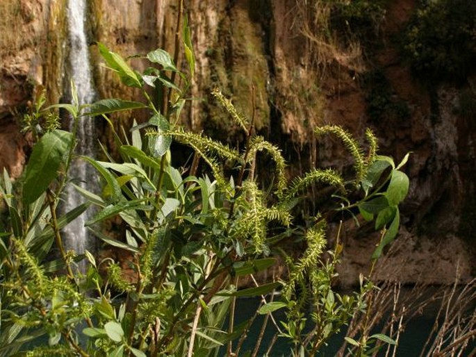 Salix pedicellata