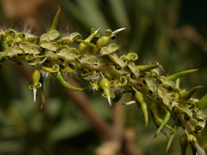 Salix pedicellata