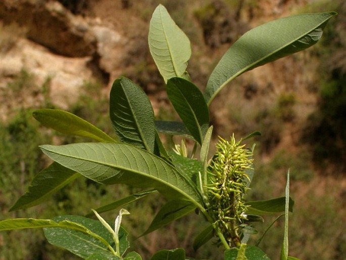 Salix pedicellata