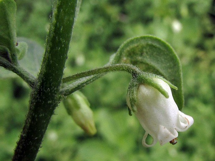 Salpichroa origanifolia