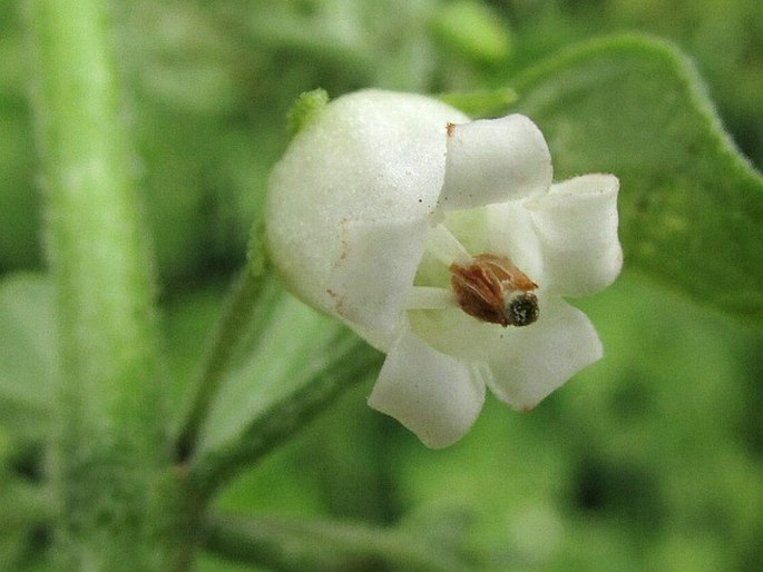 Salpichroa origanifolia