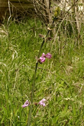 Salvia recognita