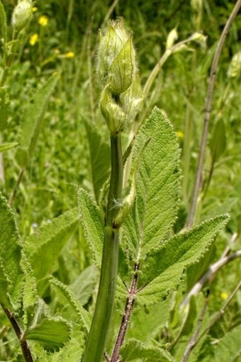 Salvia recognita