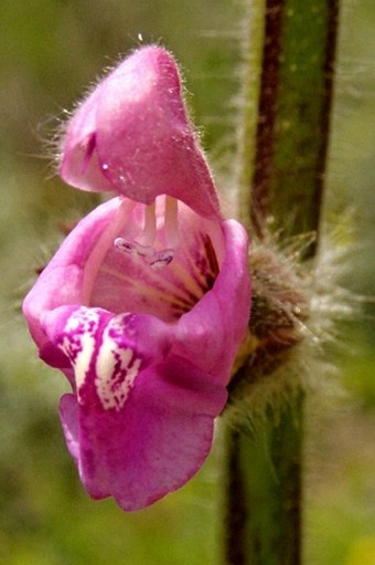 Salvia recognita