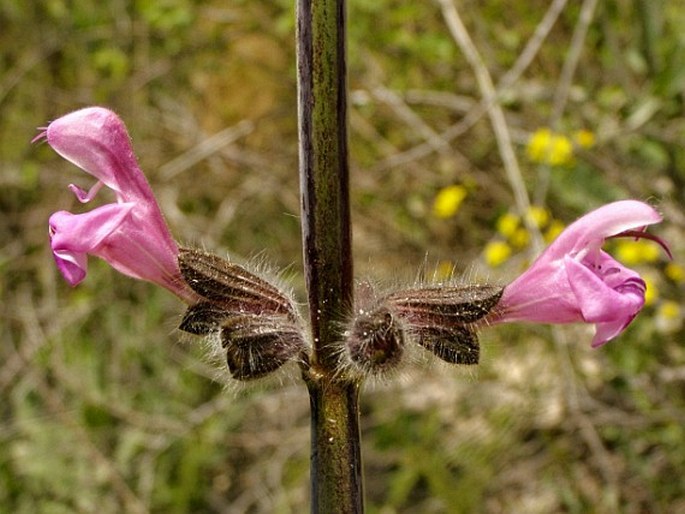 Salvia recognita