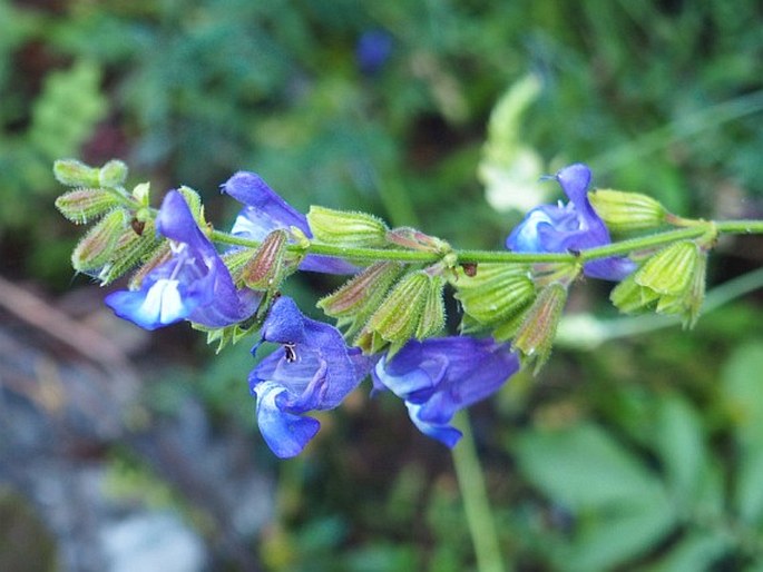 SALVIA RINGENS Sm. - šalvěj / šalvia