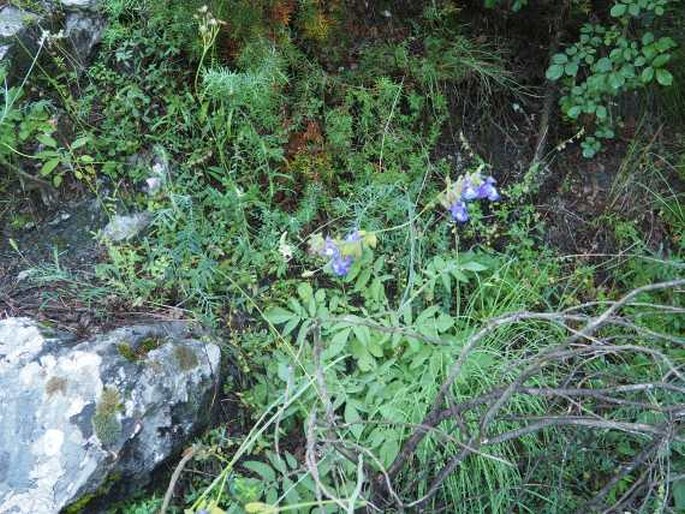 Salvia ringens