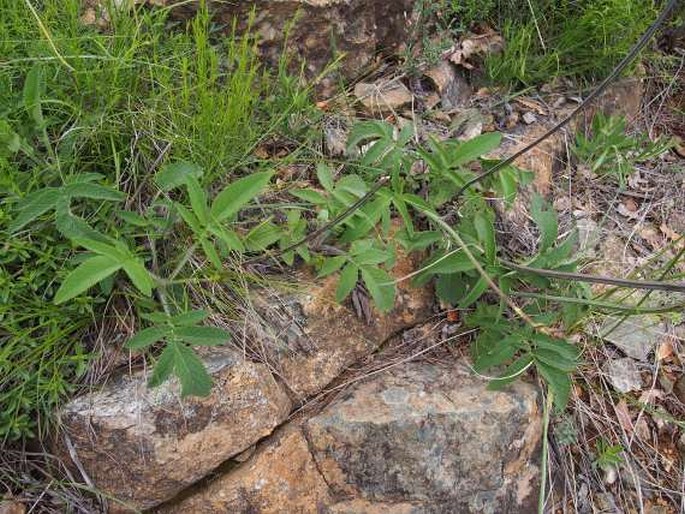 Salvia ringens