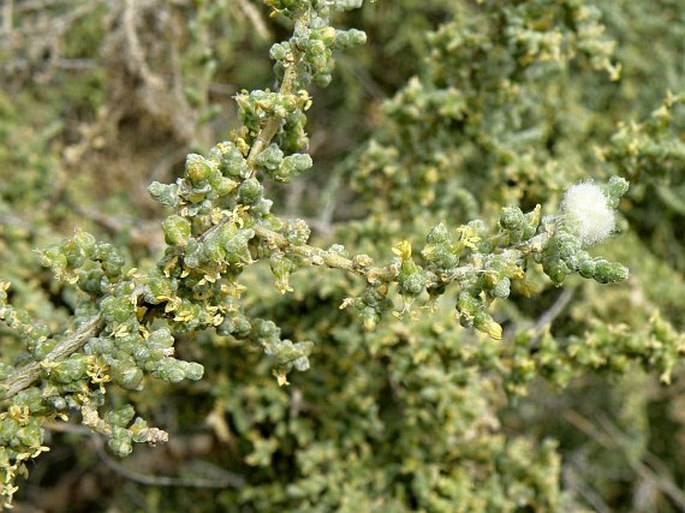 SALSOLA APHYLLA L. f. – slanobýl / slanobyľ