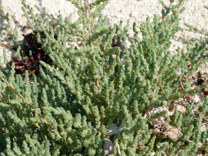 Salsola littoralis