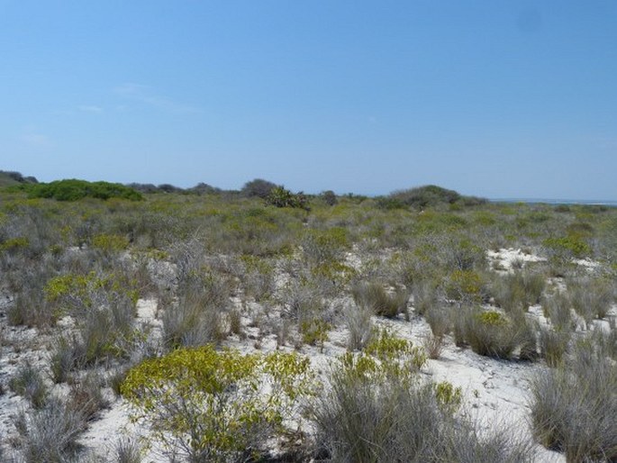 Salsola littoralis