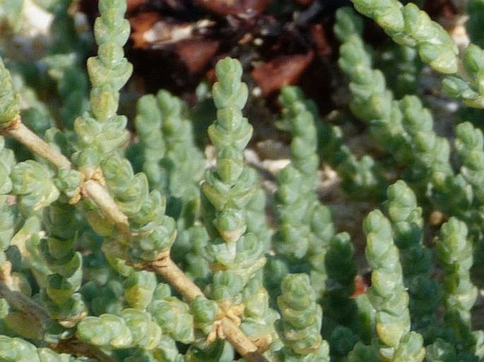 Salsola littoralis