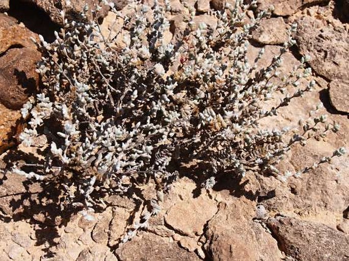 Salsola rubescens