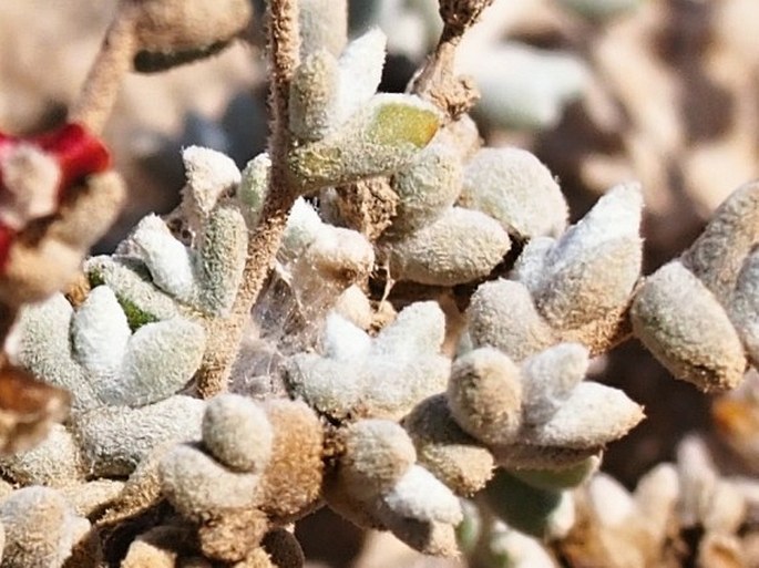 Salsola rubescens