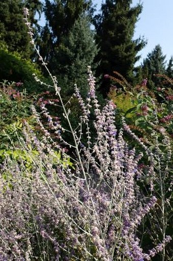 Salvia abrotanoides