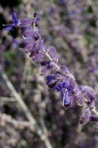 Salvia abrotanoides