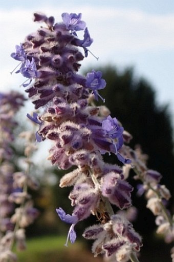 Salvia abrotanoides