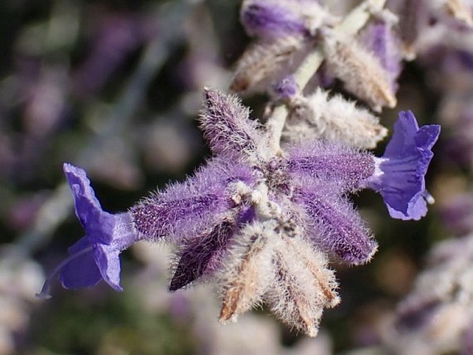 Salvia abrotanoides