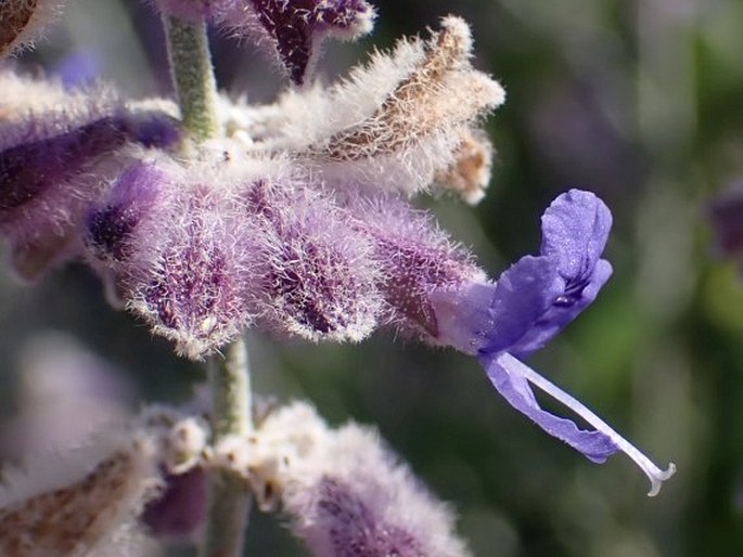 Salvia abrotanoides