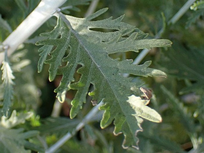 Salvia abrotanoides