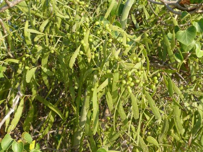 SALVADORA ANGUSTIFOLIA Turrill - prudil úzkolistý